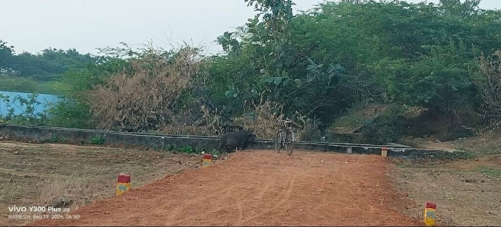 చెరువు కట్ట కింద ప్లాట్ల ఏర్పాటు… అనుమతులపై అనుమానాలు,